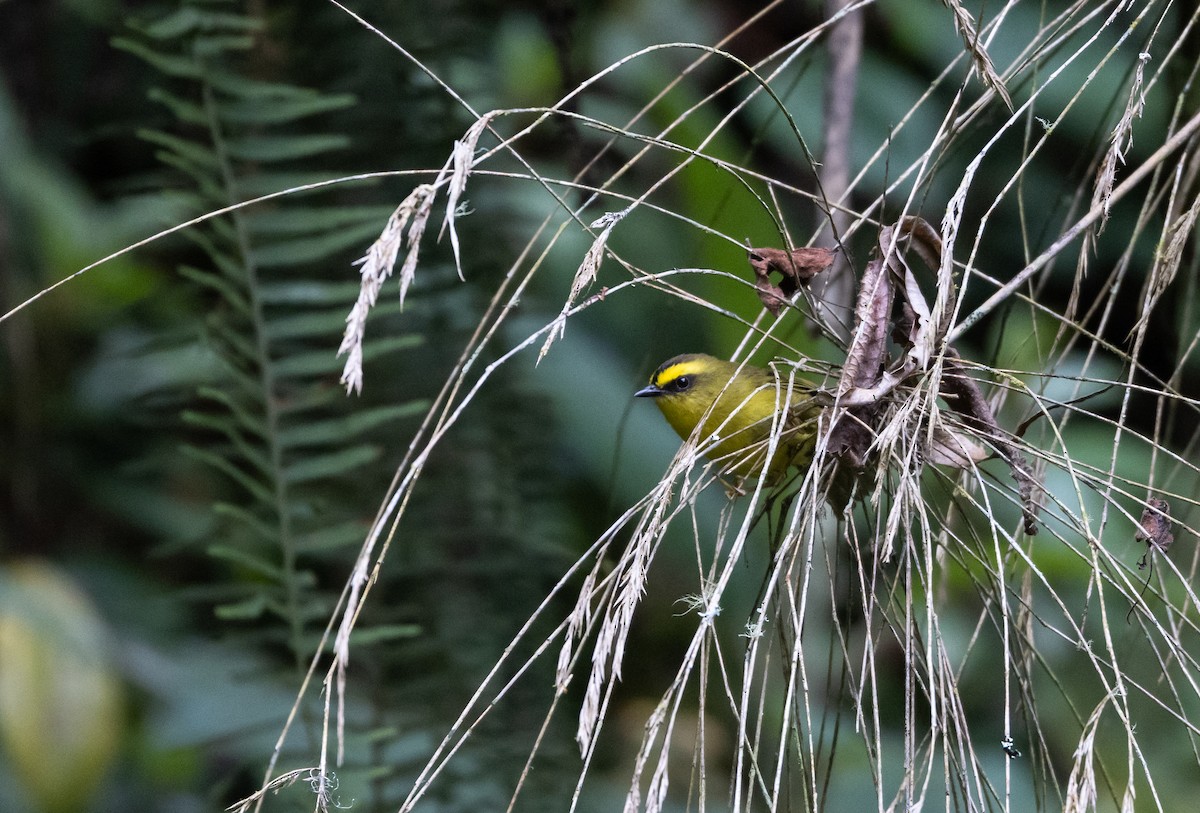 Citrine Warbler (Peruvian) - ML523416341