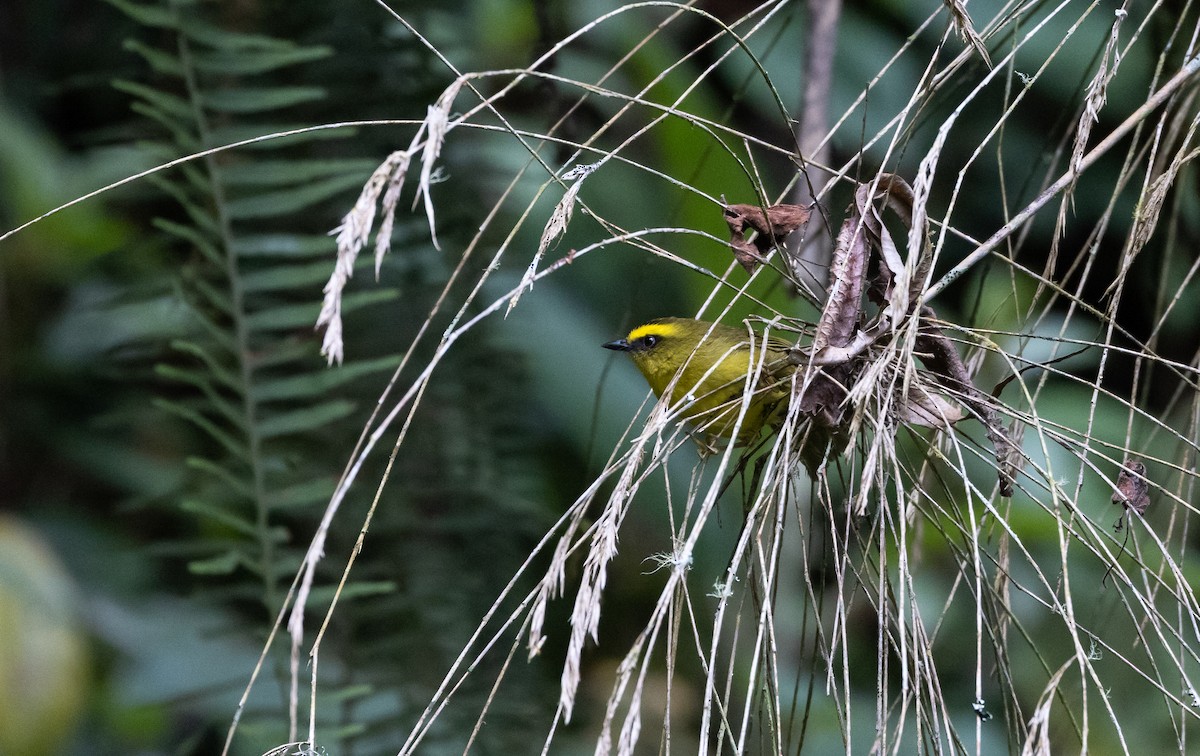 Citrine Warbler (Peruvian) - ML523416351