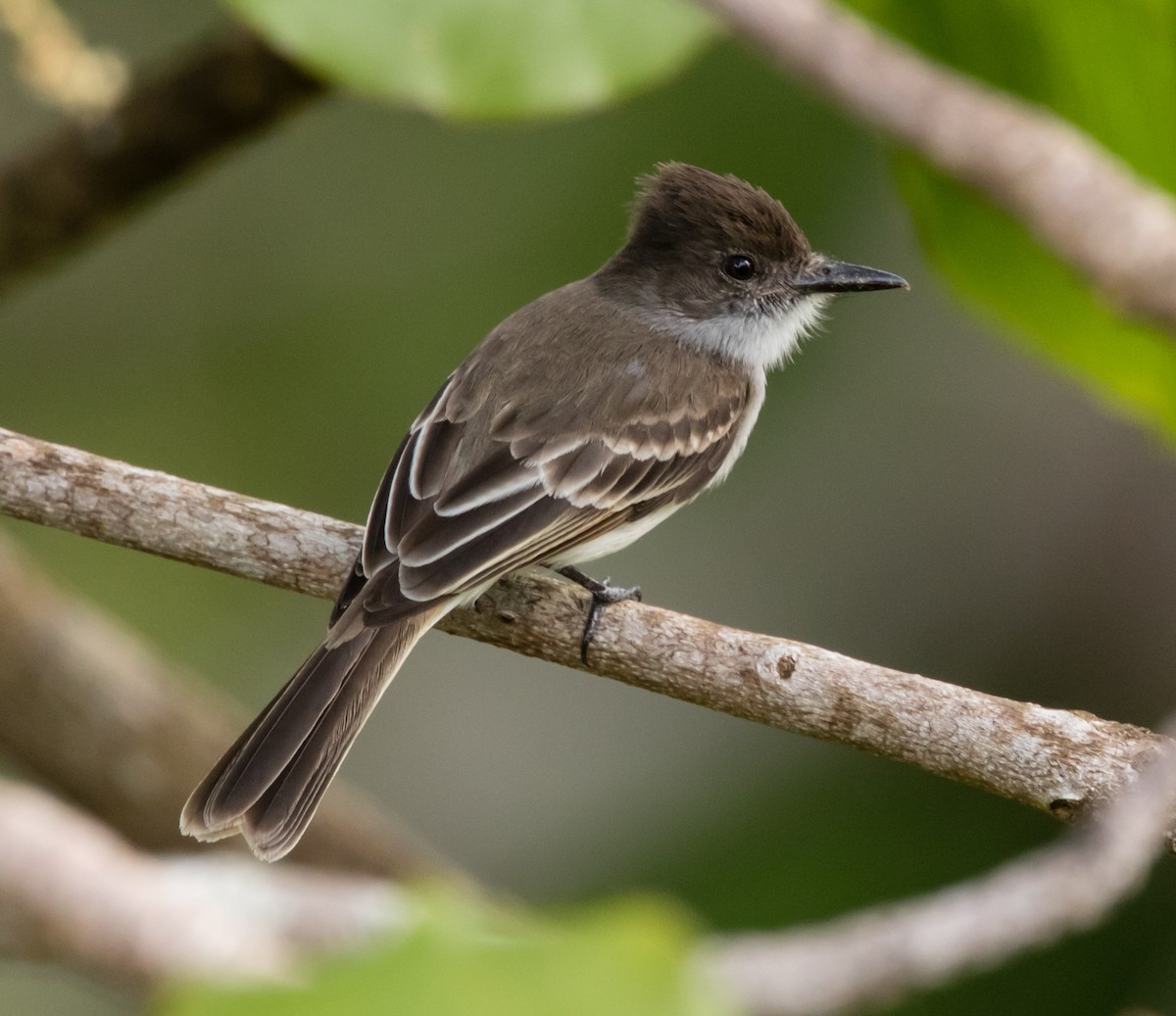 Puerto Rican Flycatcher - jose santiago