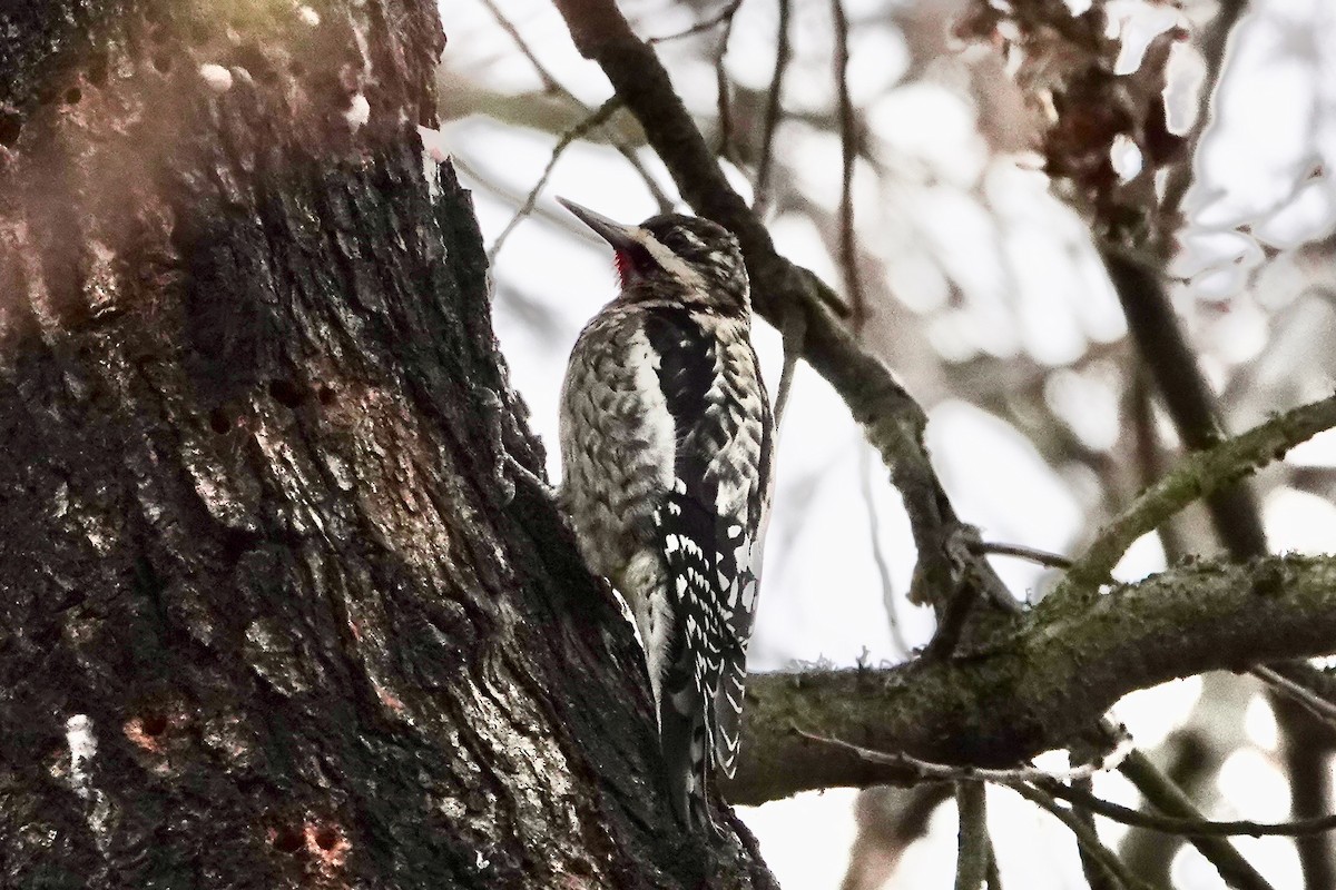 eBird Checklist 12 Jan 2023 Elkhorn Slough boat ramp (YOL Co.) 37