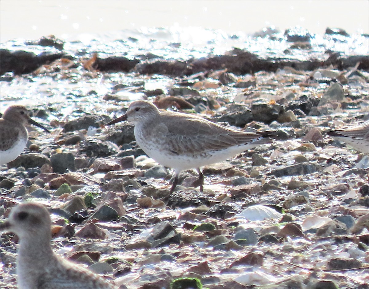 Red Knot - ML523418791