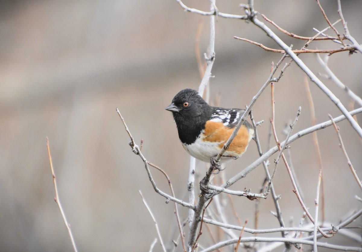 Spotted Towhee - ML523428441