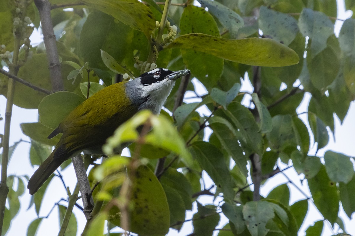 Black-crowned Palm-Tanager - ML523429481