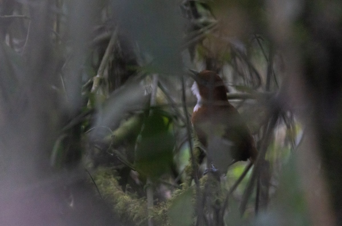 Red-and-white Antpitta - Jay McGowan