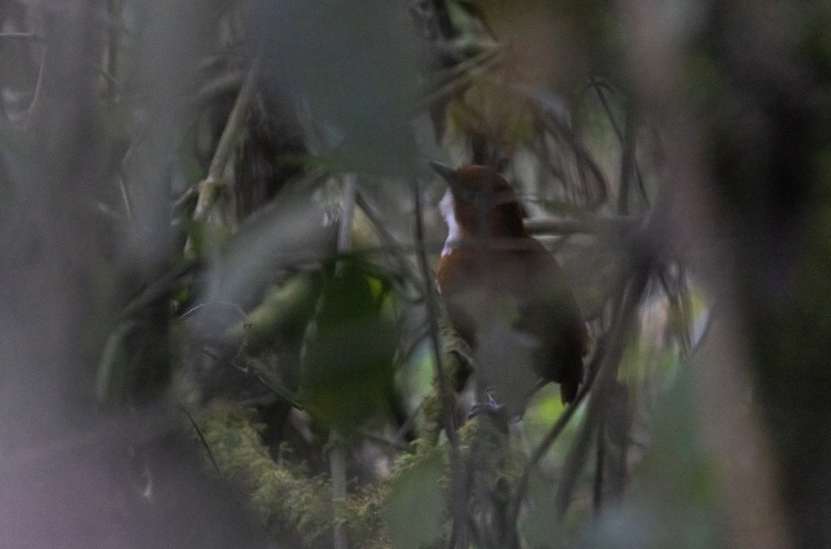 Red-and-white Antpitta - Jay McGowan