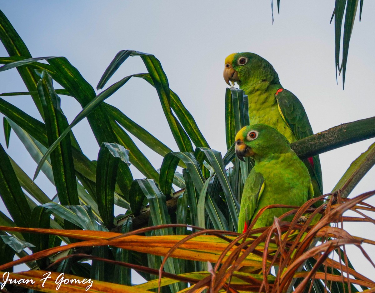 Yellow-crowned Parrot - ML523433601
