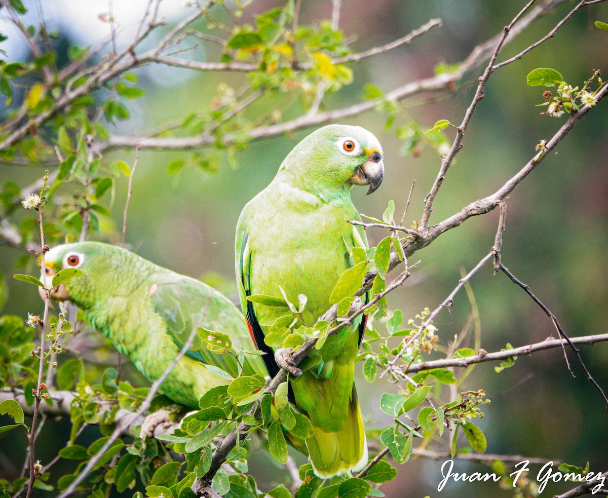 Yellow-crowned Parrot - ML523433721