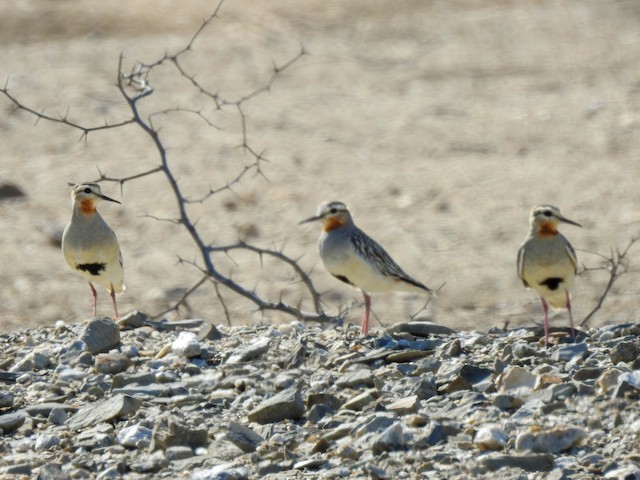 Frontal view (subspecies <em class="SciName notranslate">pallidus</em>). - Tawny-throated Dotterel - 