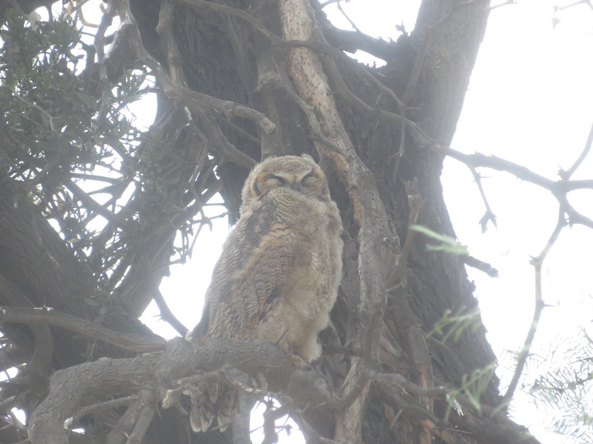 Lesser Horned Owl - ML523434491