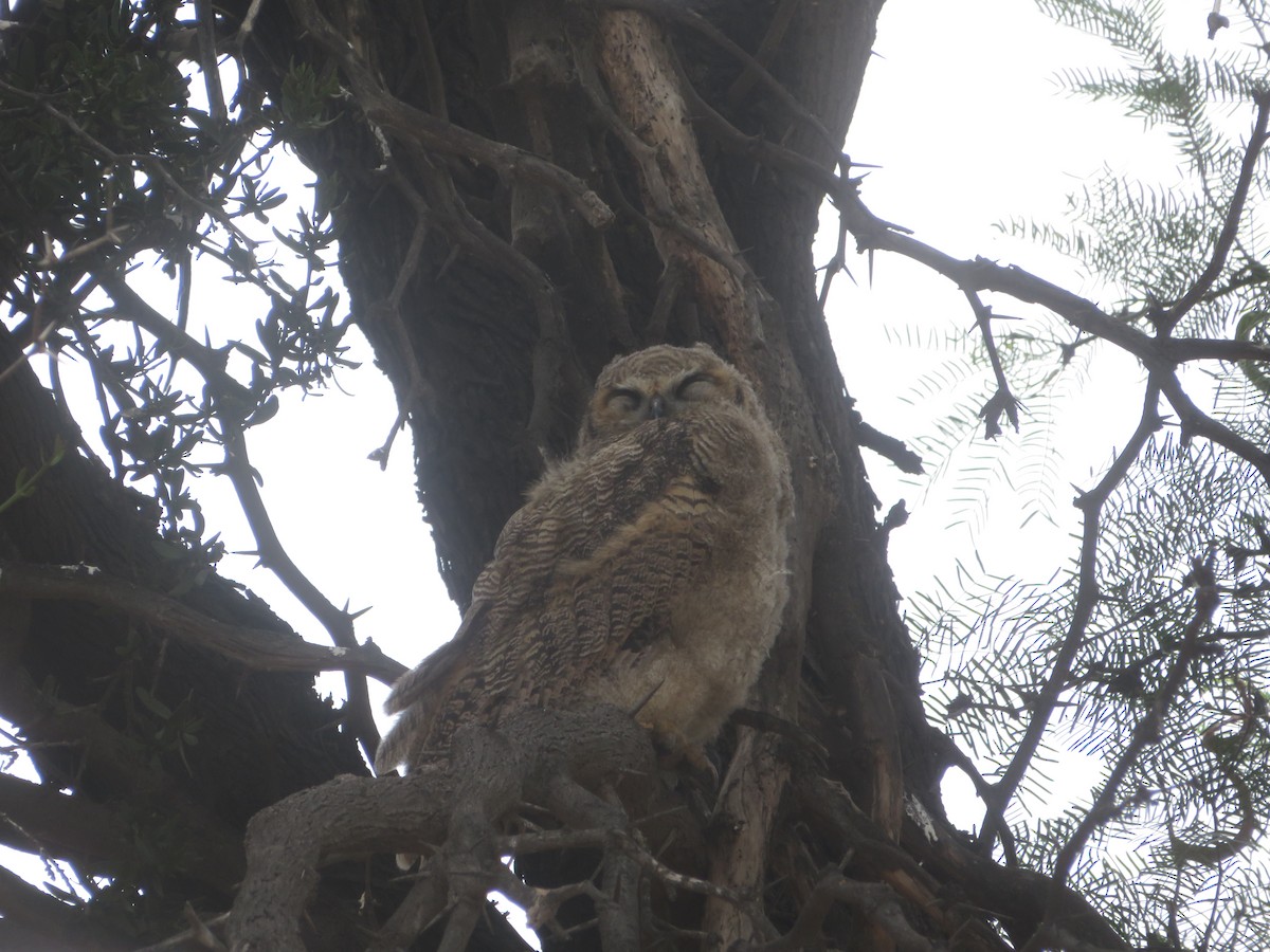 Lesser Horned Owl - ML523434501
