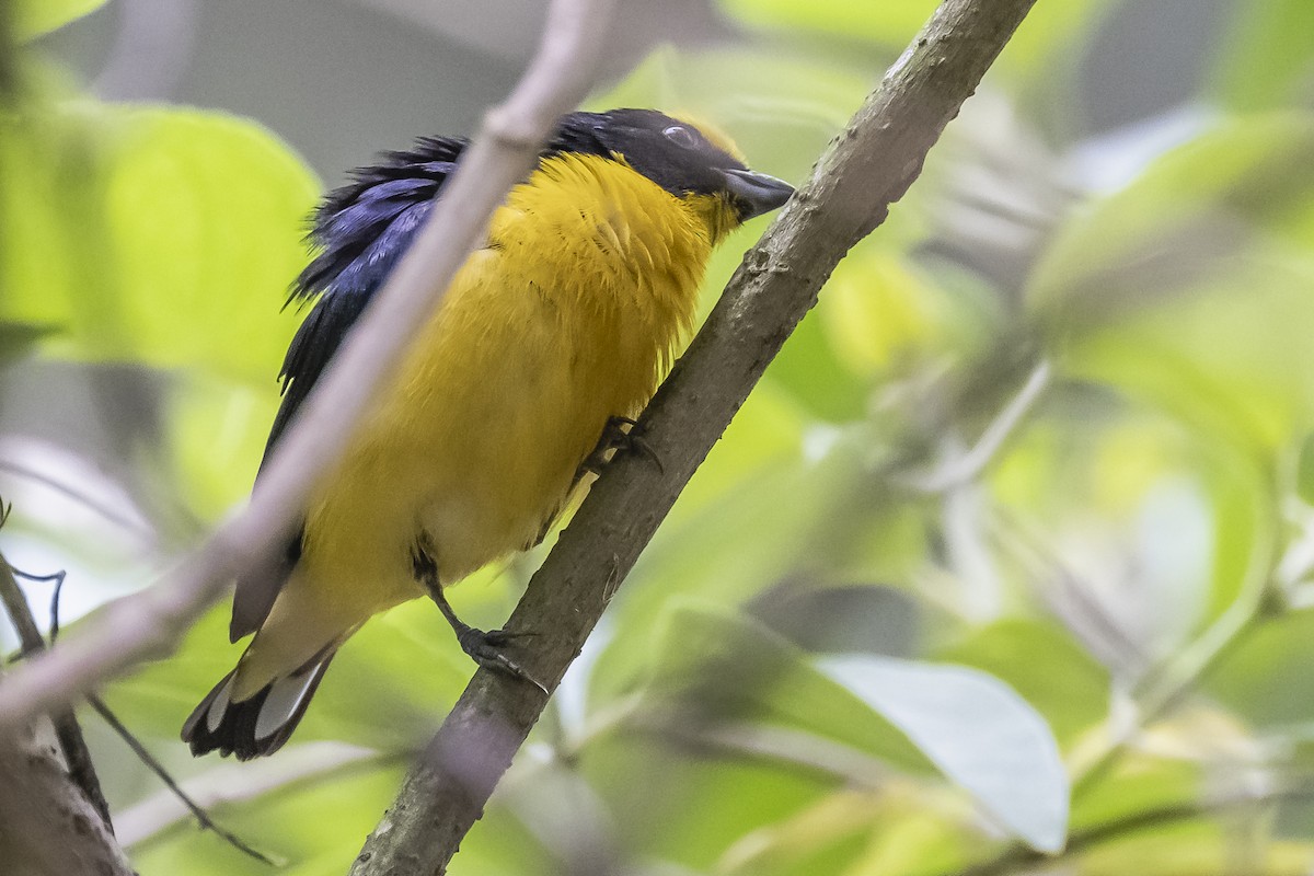 Thick-billed Euphonia - Amed Hernández