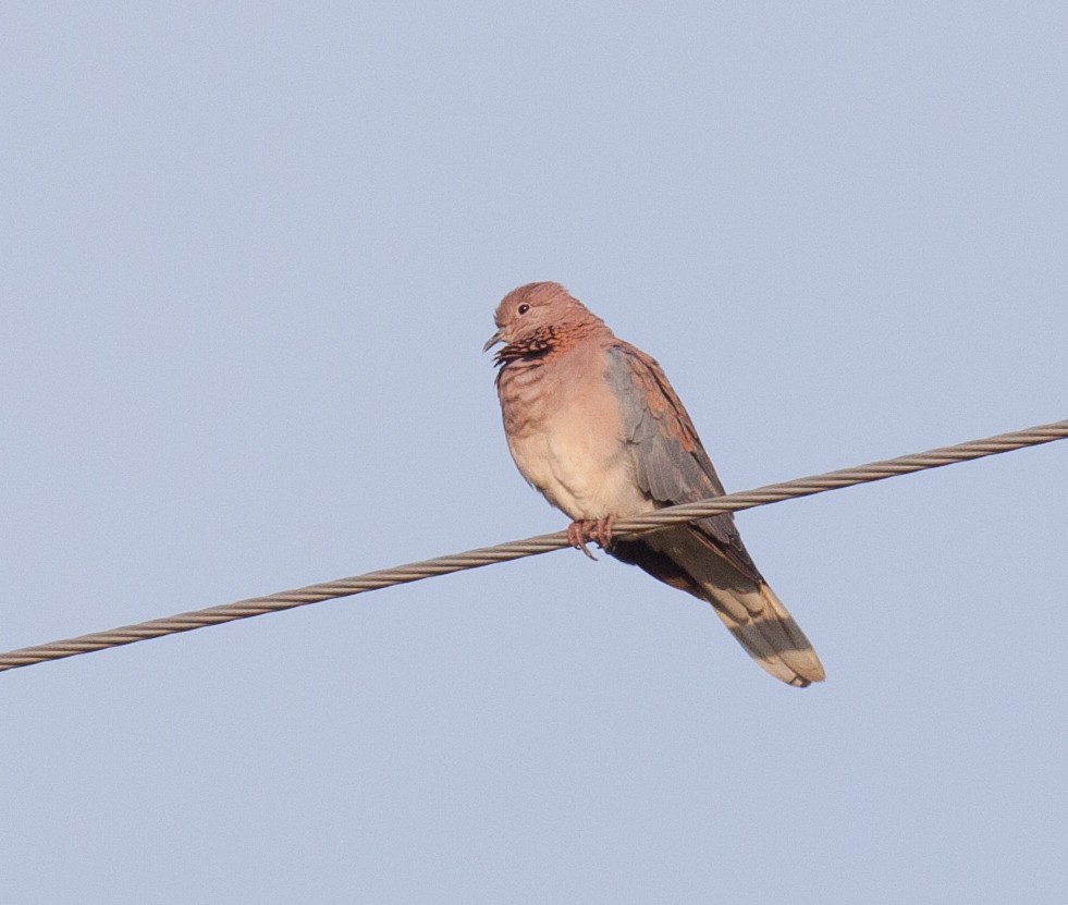 Laughing Dove - ML52343691