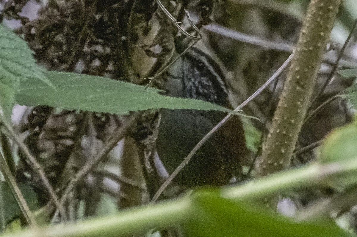 Gray-breasted Wood-Wren - Amed Hernández