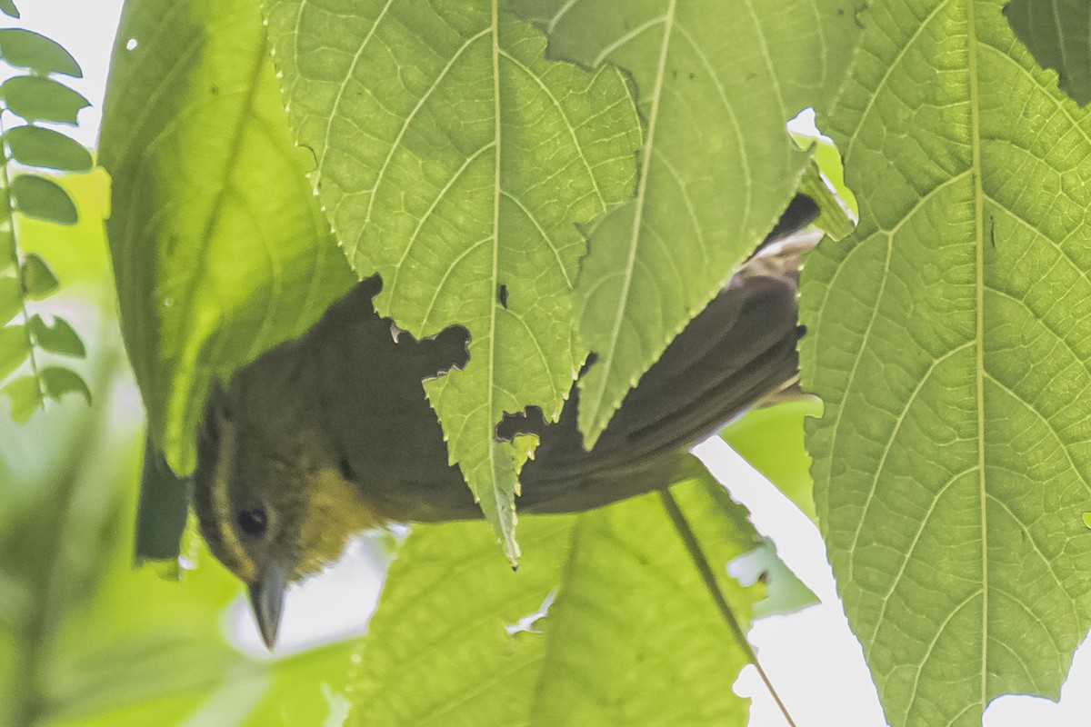 Russet-crowned Warbler - Amed Hernández