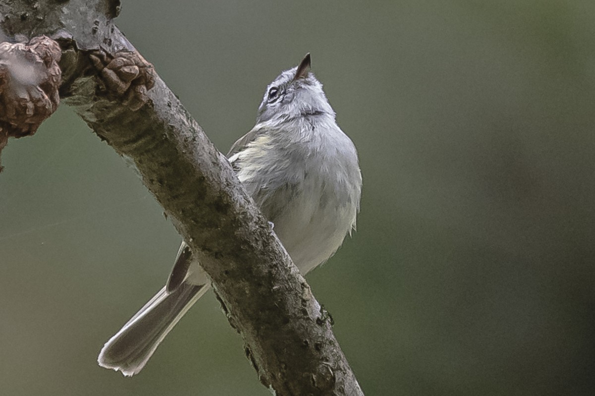 White-throated Tyrannulet - Amed Hernández