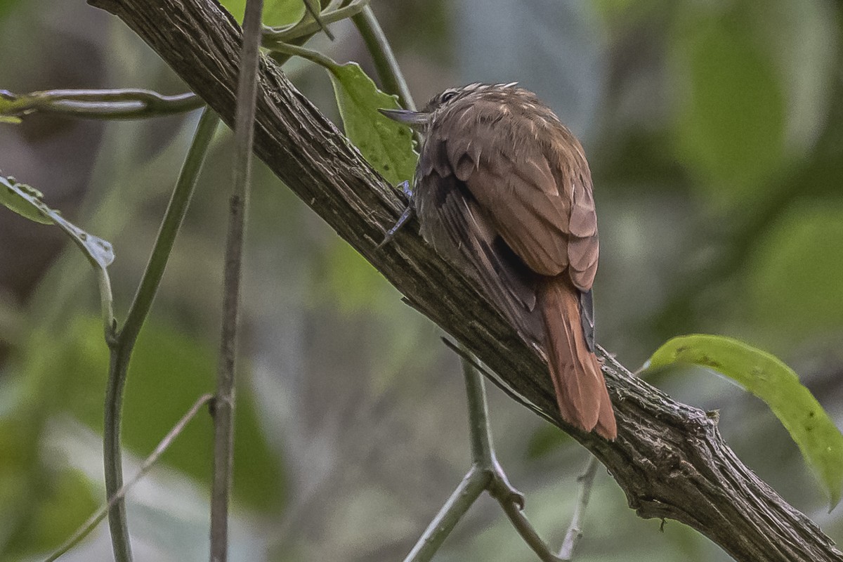 Streaked Xenops - Amed Hernández