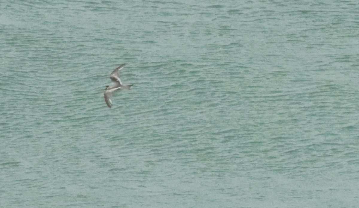 Fork-tailed Storm-Petrel - ML523444831