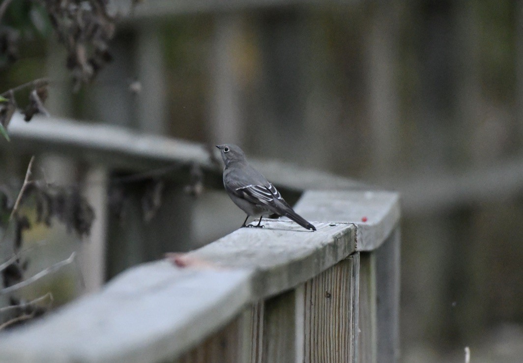 Townsend's Solitaire - ML523449621