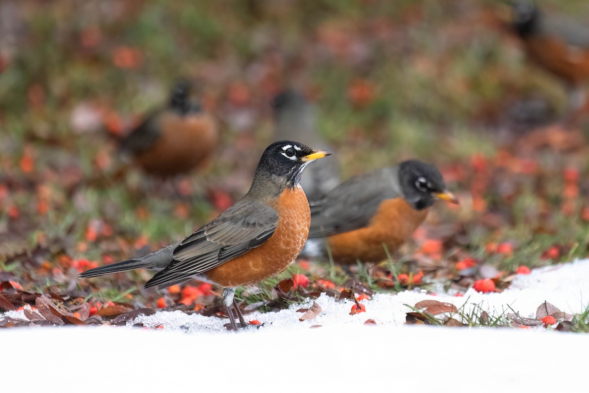 eBird Checklist 12 Jan 2023 2504 Rhondda Crescent, Kelowna, British