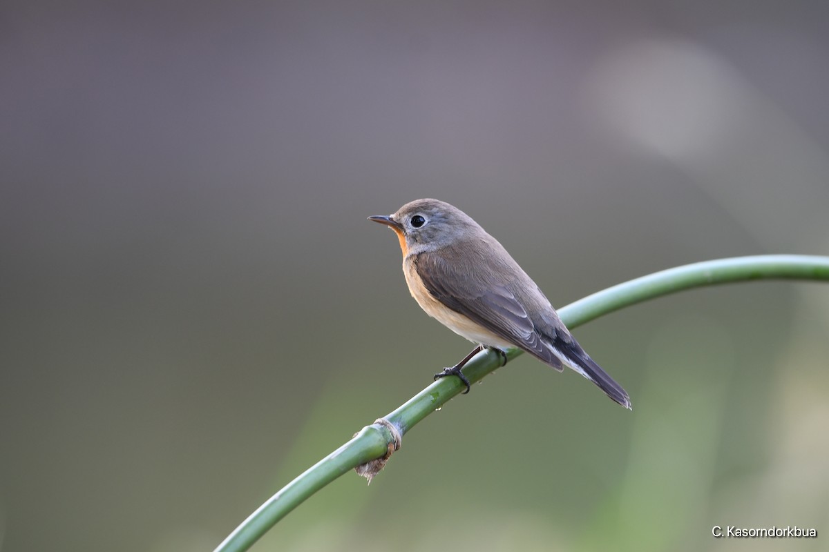 Red-breasted Flycatcher - ML523460091