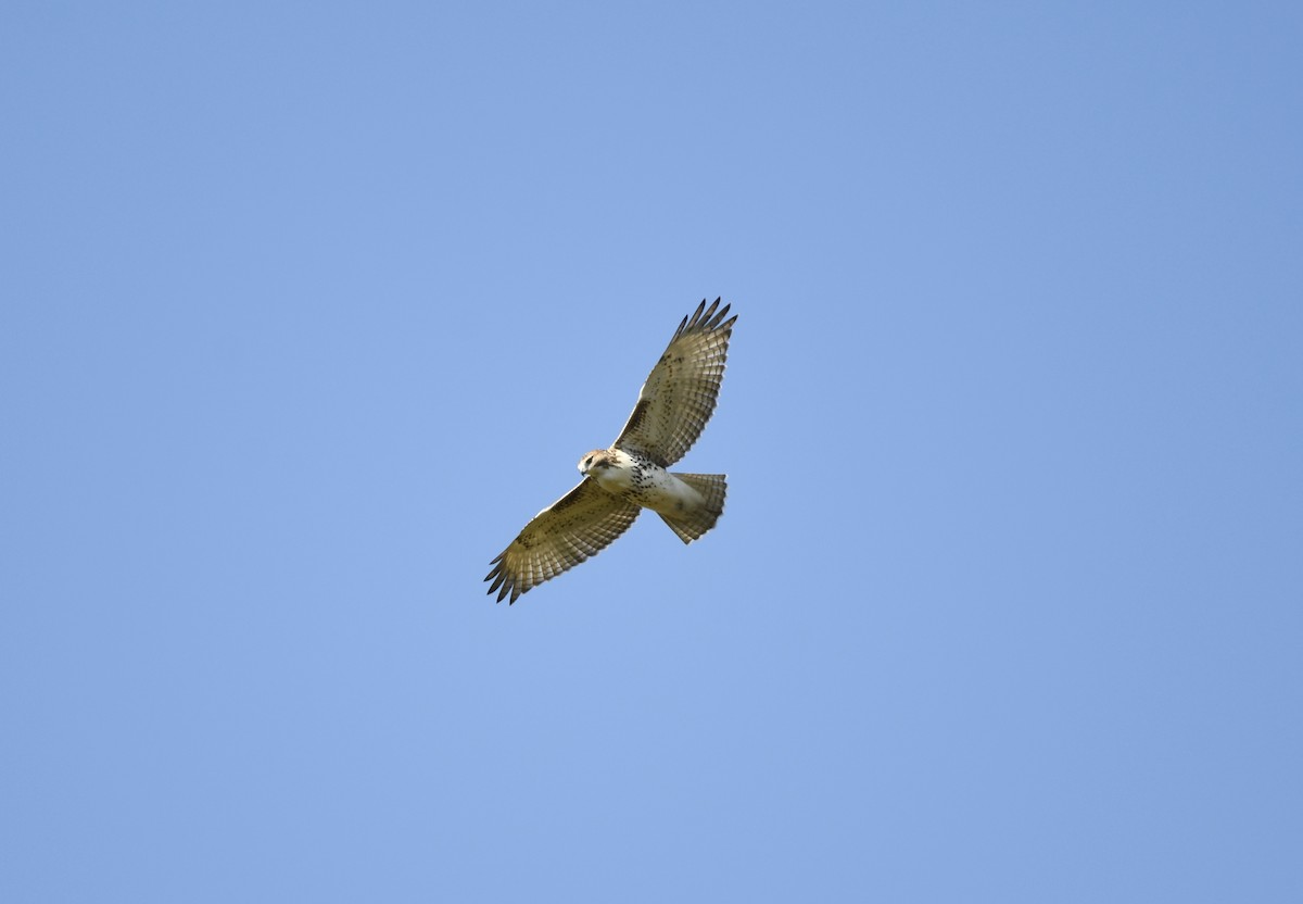 Red-tailed Hawk (borealis) - Cole DiFabio