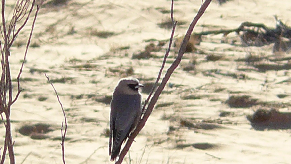Black-faced Woodswallow - ML523460741