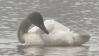 Tundra Swan, ML523465221