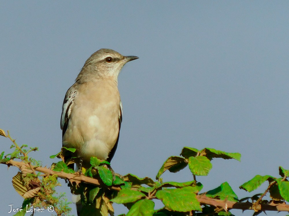 White-banded Mockingbird - José Luis López