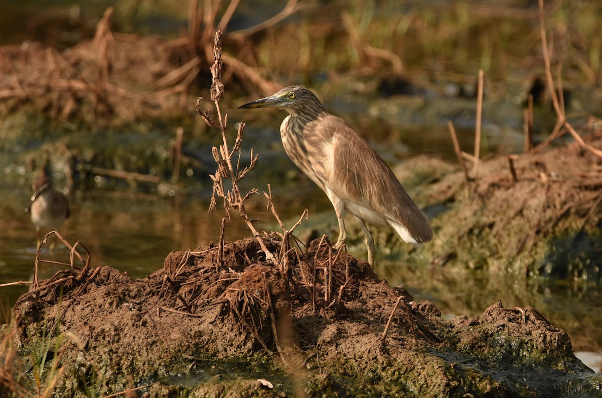 Indian Pond-Heron - Sajeev Krishnan