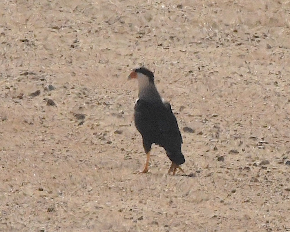 Crested Caracara - Ted Wolff
