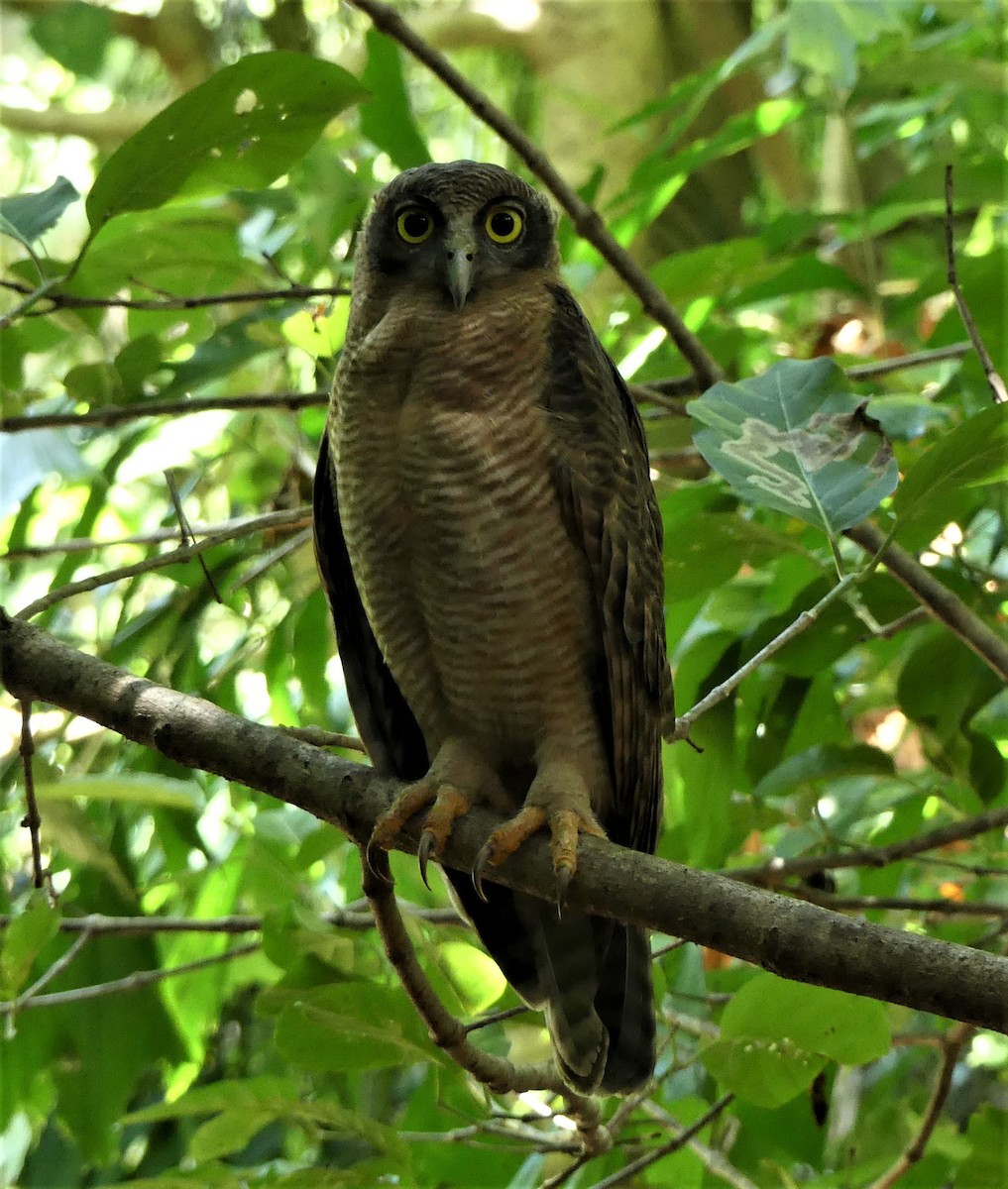 Rufous Owl - Peter Brown