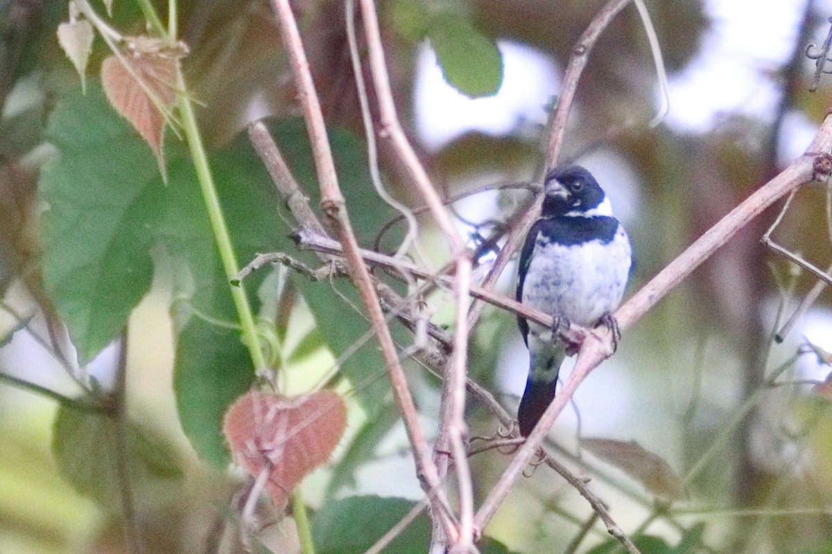 Variable Seedeater - ML523483001