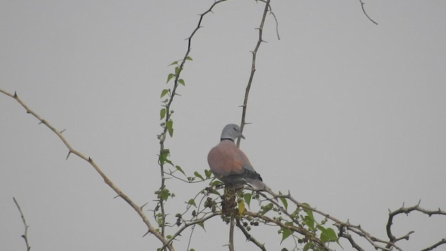 Red Collared-Dove - ML523489681