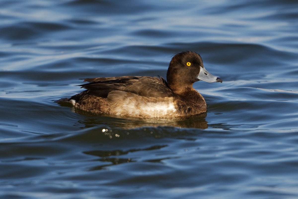 Tufted Duck - ML523489691