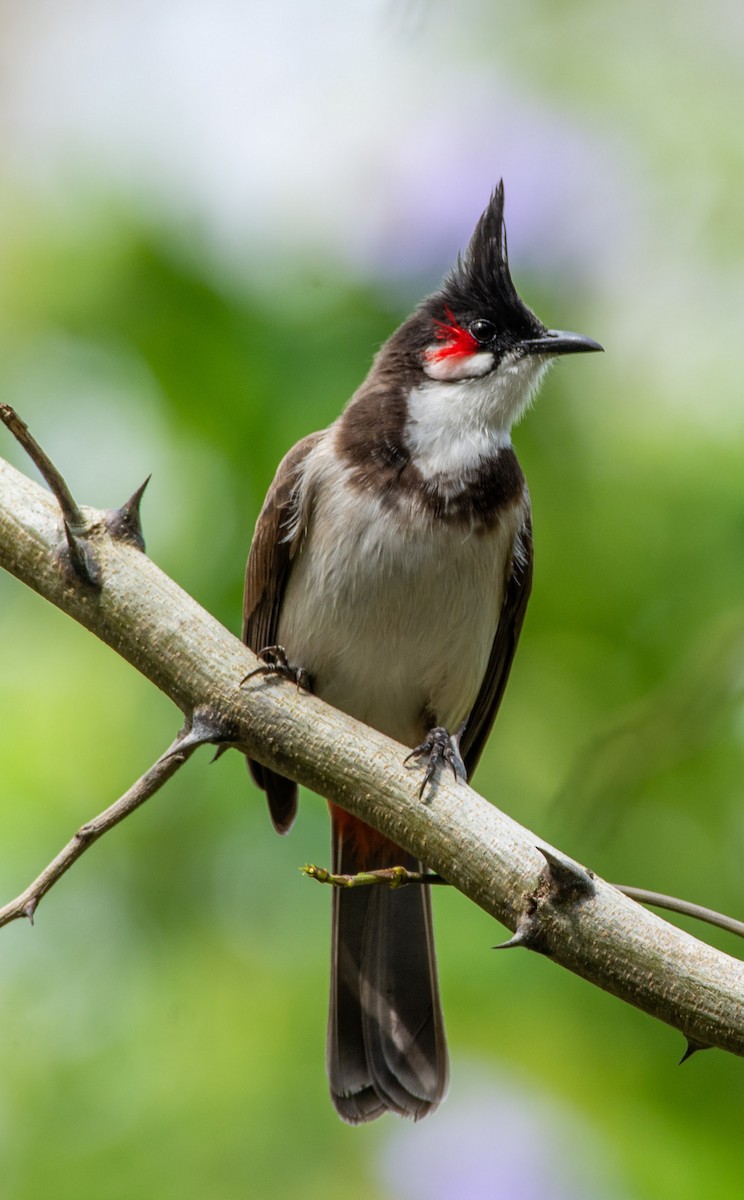Red-vented Bulbul - ML523491531