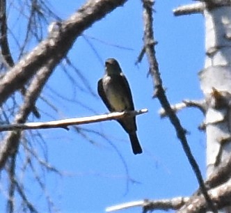 Western Wood-Pewee - Zachary Peterson