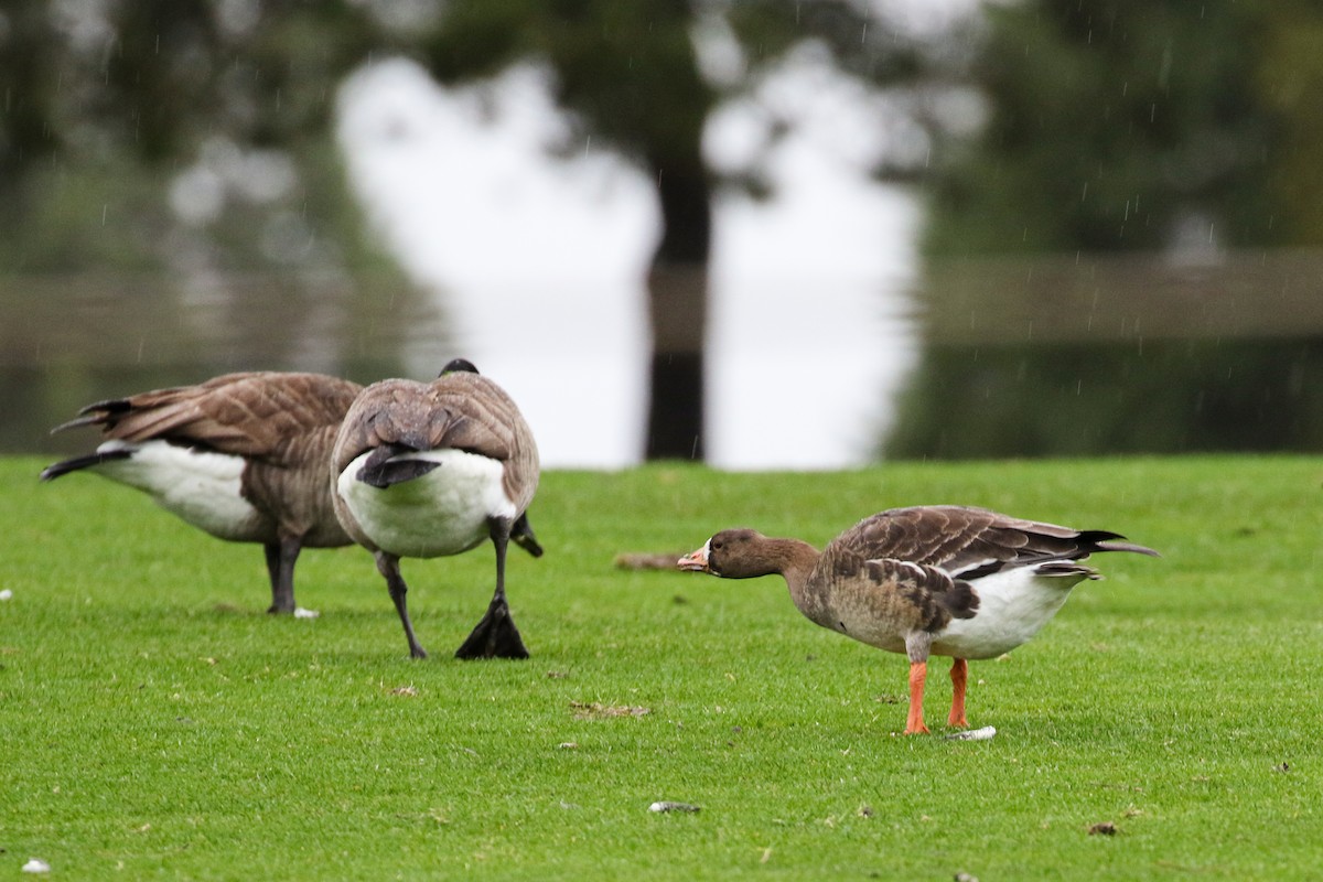 Greater White-fronted Goose - ML523493761