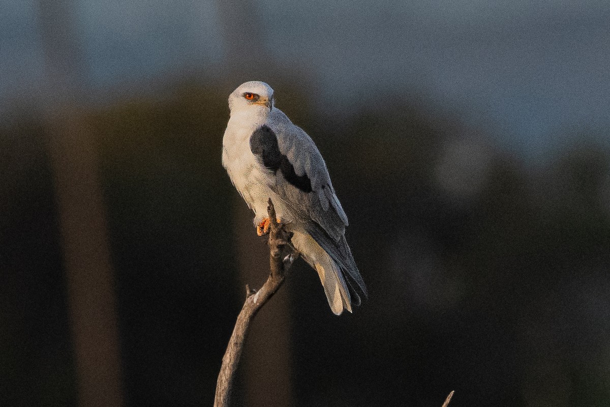 White-tailed Kite - ML523497171
