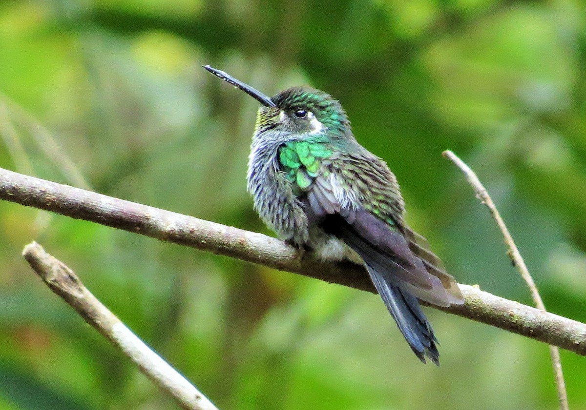 Green-breasted Mountain-gem - ML52350131
