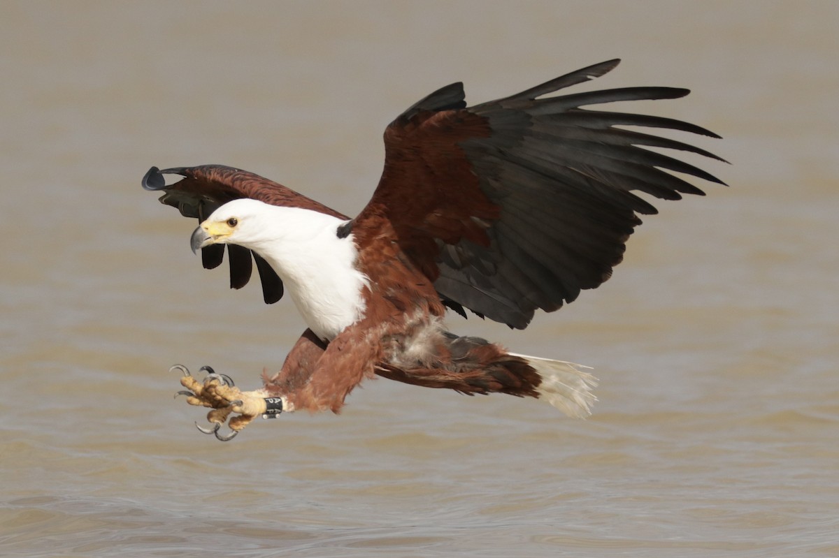 African Fish-Eagle - ML523504001