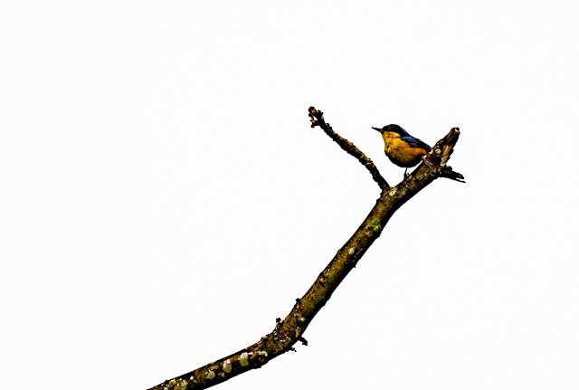 White-tailed Nuthatch - Bud Chapman