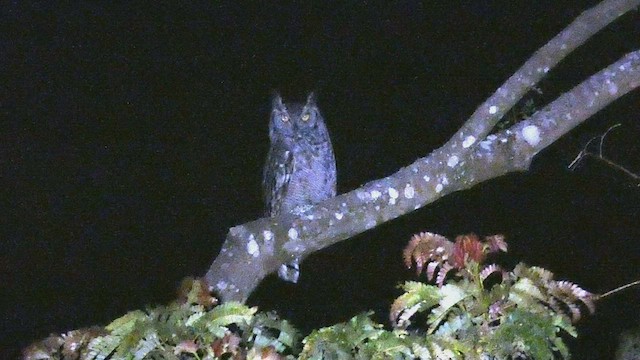 Spotted Eagle-Owl - ML523508261