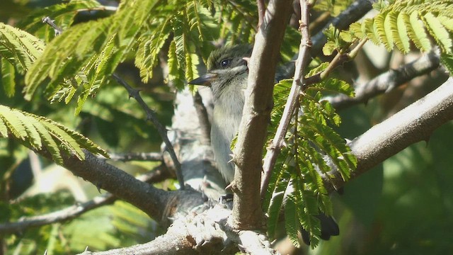 Moustached Tinkerbird - ML523508381