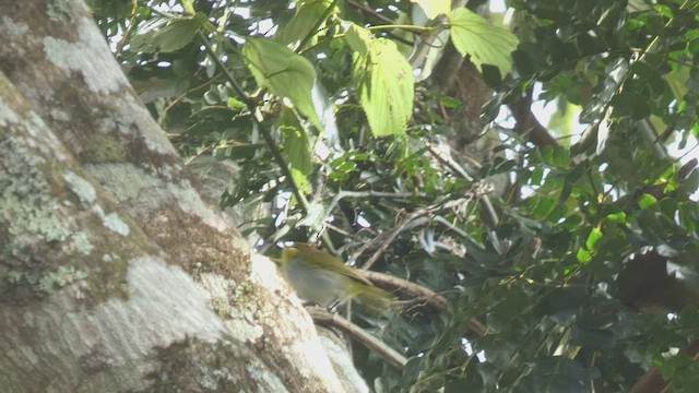 Yellow-throated Woodland-Warbler - ML523508911