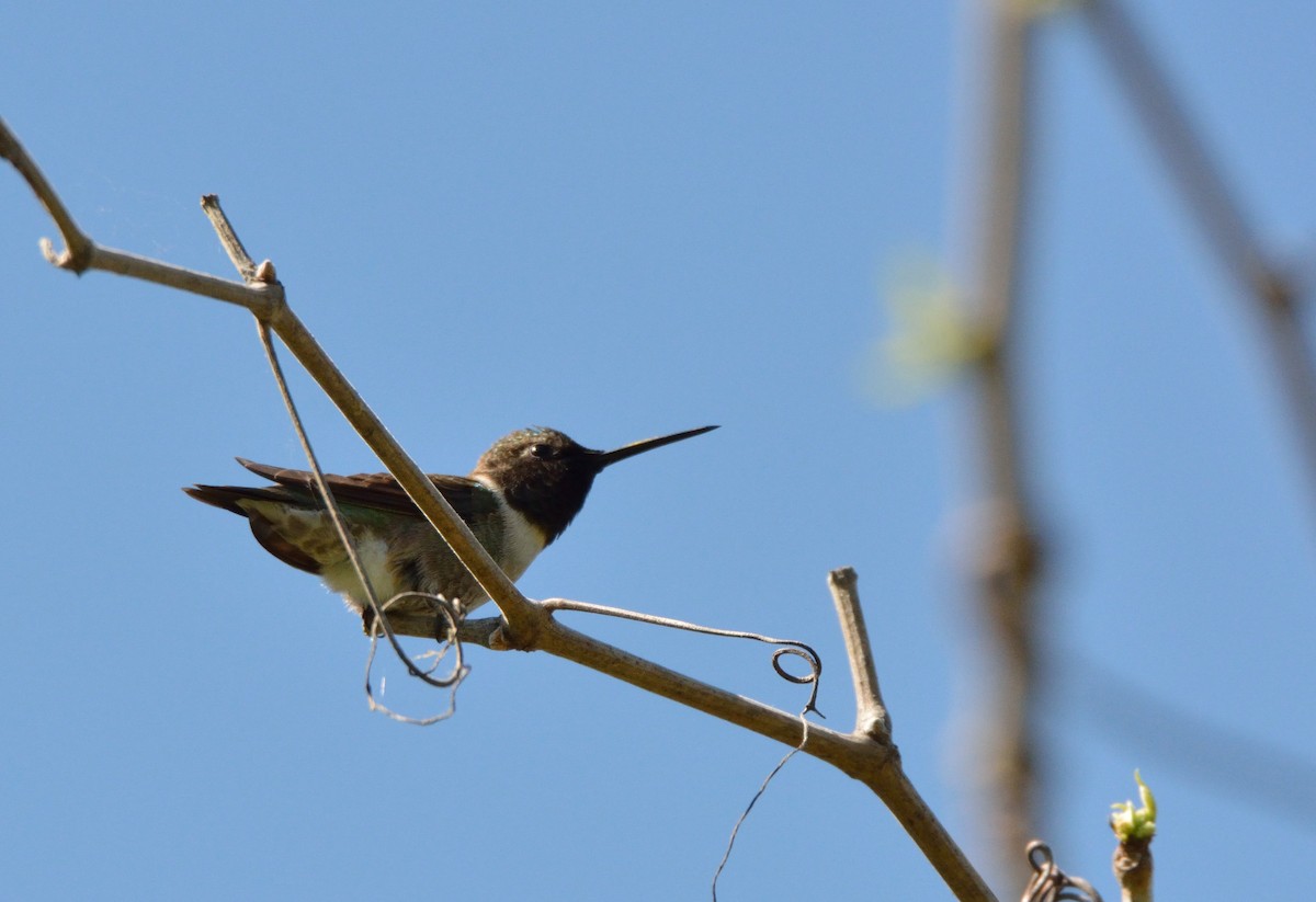 Ruby-throated Hummingbird - Srinivas Karur Badmi