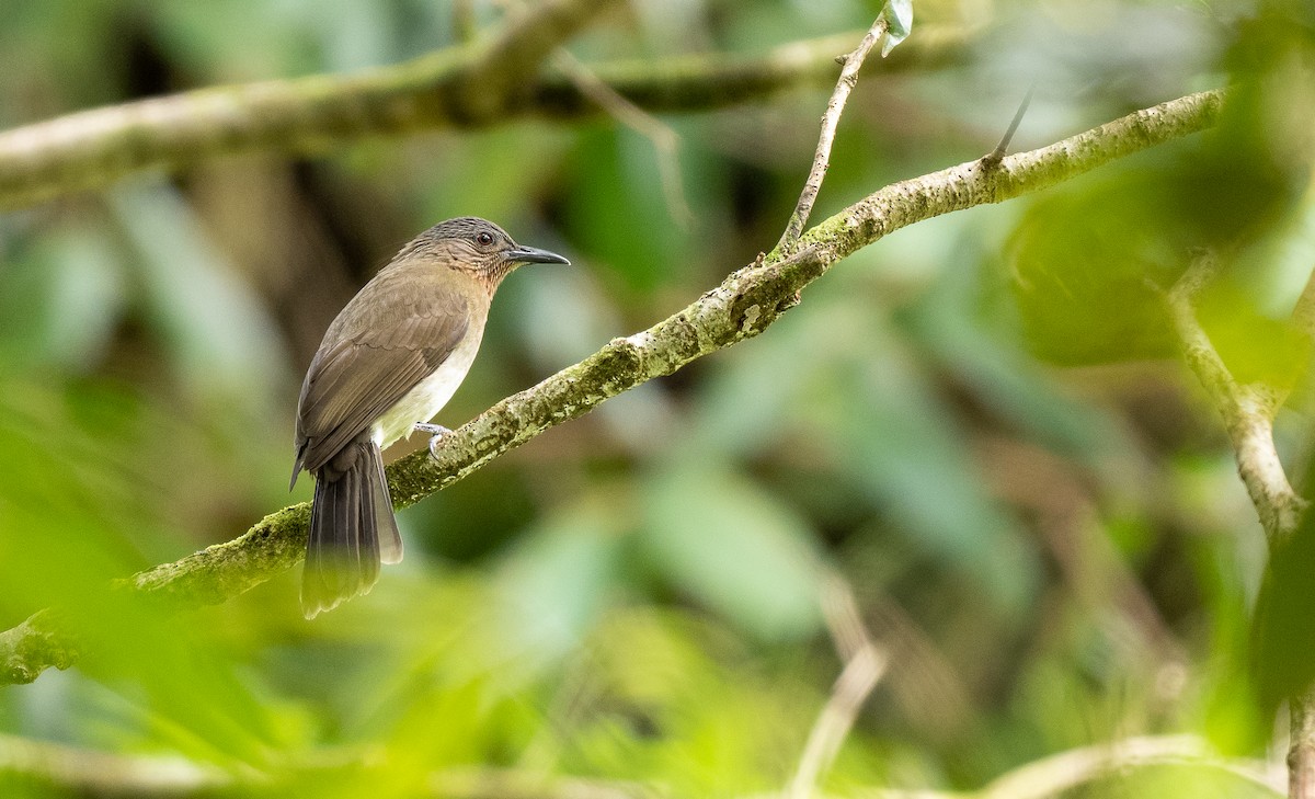 Philippine Bulbul - Forest Botial-Jarvis