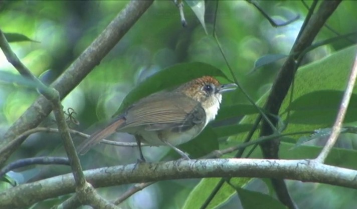 Scaly-crowned Babbler - ML523513461