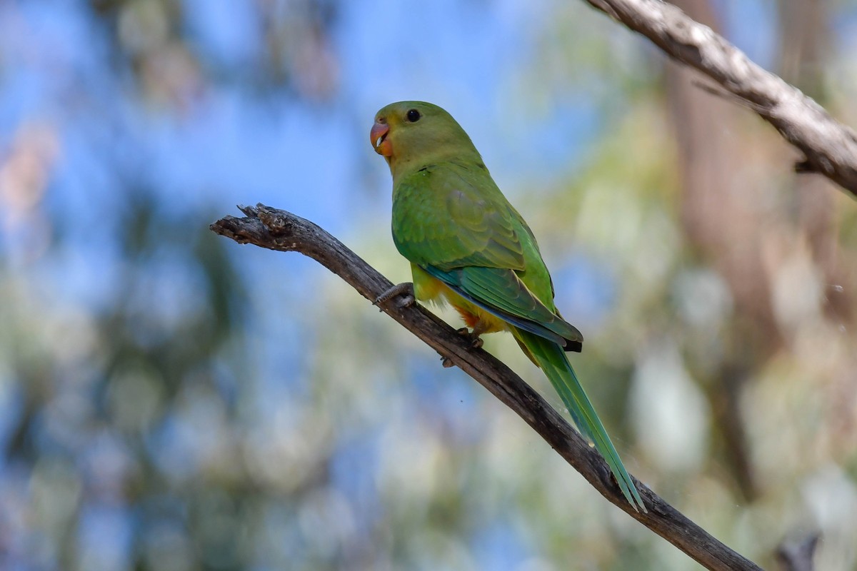Роскошный попугай - ML523516161