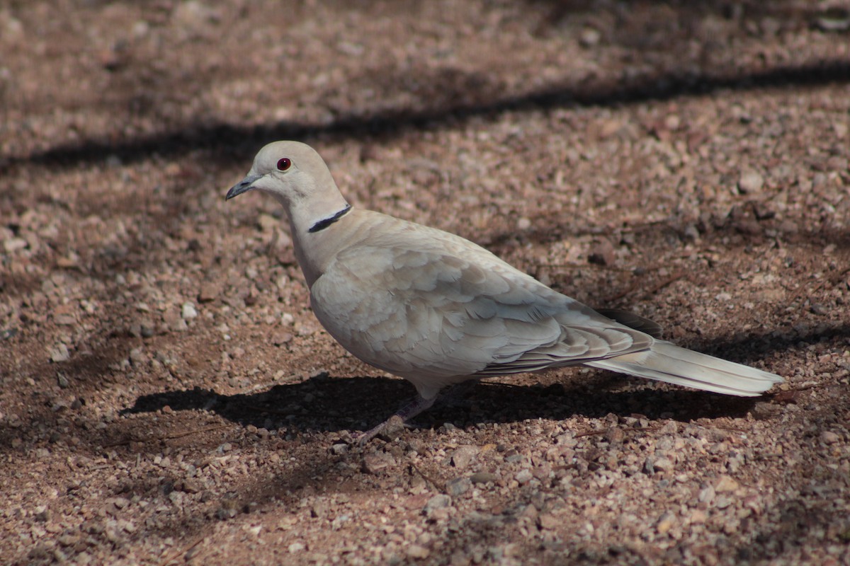 Eurasian Collared-Dove - Donna Bragg
