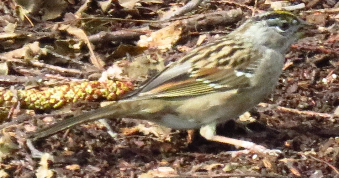 Golden-crowned Sparrow - ML52352421